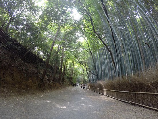 ป่าไผ arashiyama kyoto